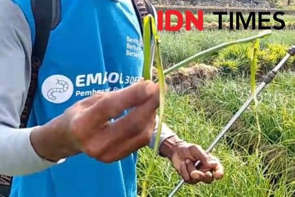 Bawang Merah di Magetan Ambyar Diserang Hama Ulat dan Gurem