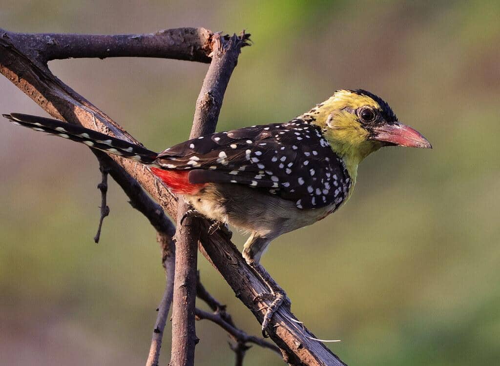 Burung Trachyphonus margaritatus