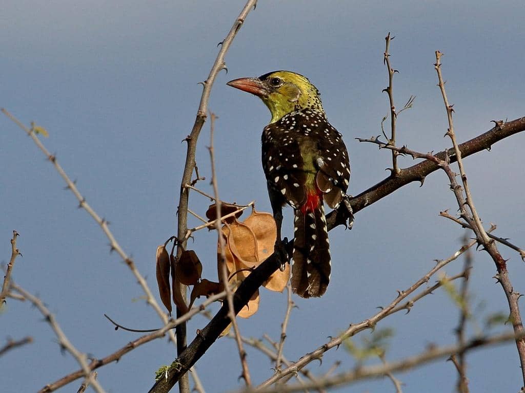 Burung Trachyphonus margaritatus