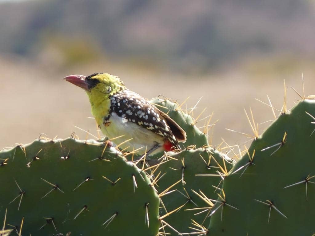 Burung Trachyphonus margaritatus