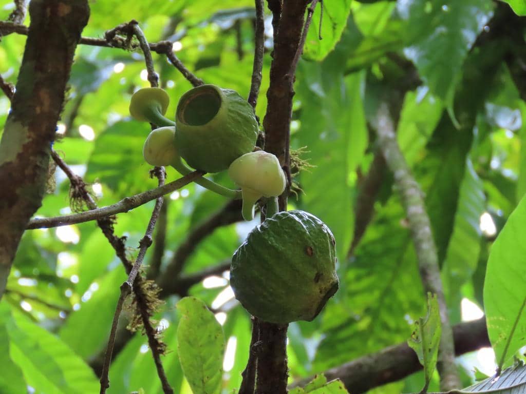 Buah Gustavia superba