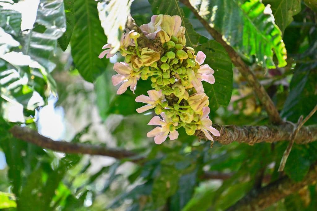 Tanaman Gustavia superba