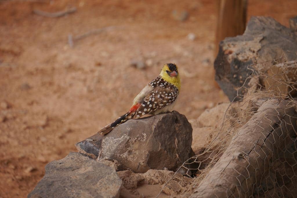 Burung Trachyphonus margaritatus