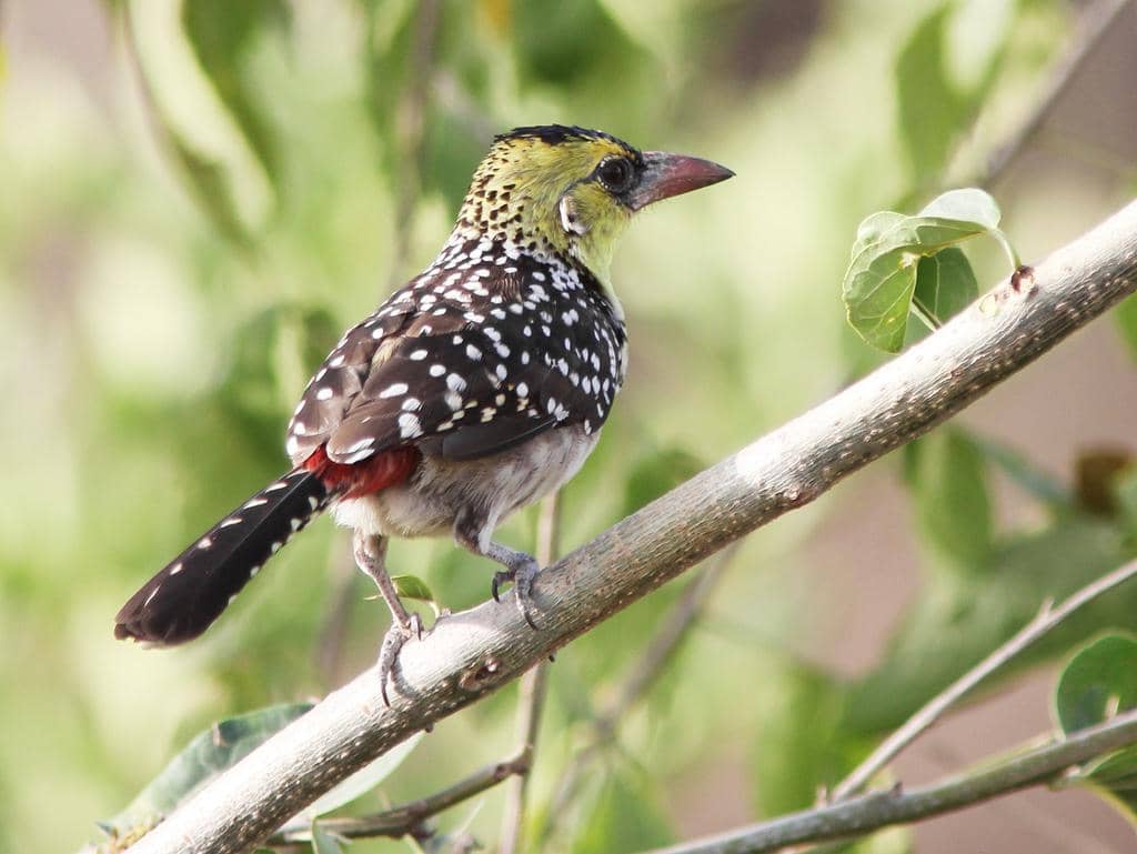 Burung Trachyphonus margaritatus
