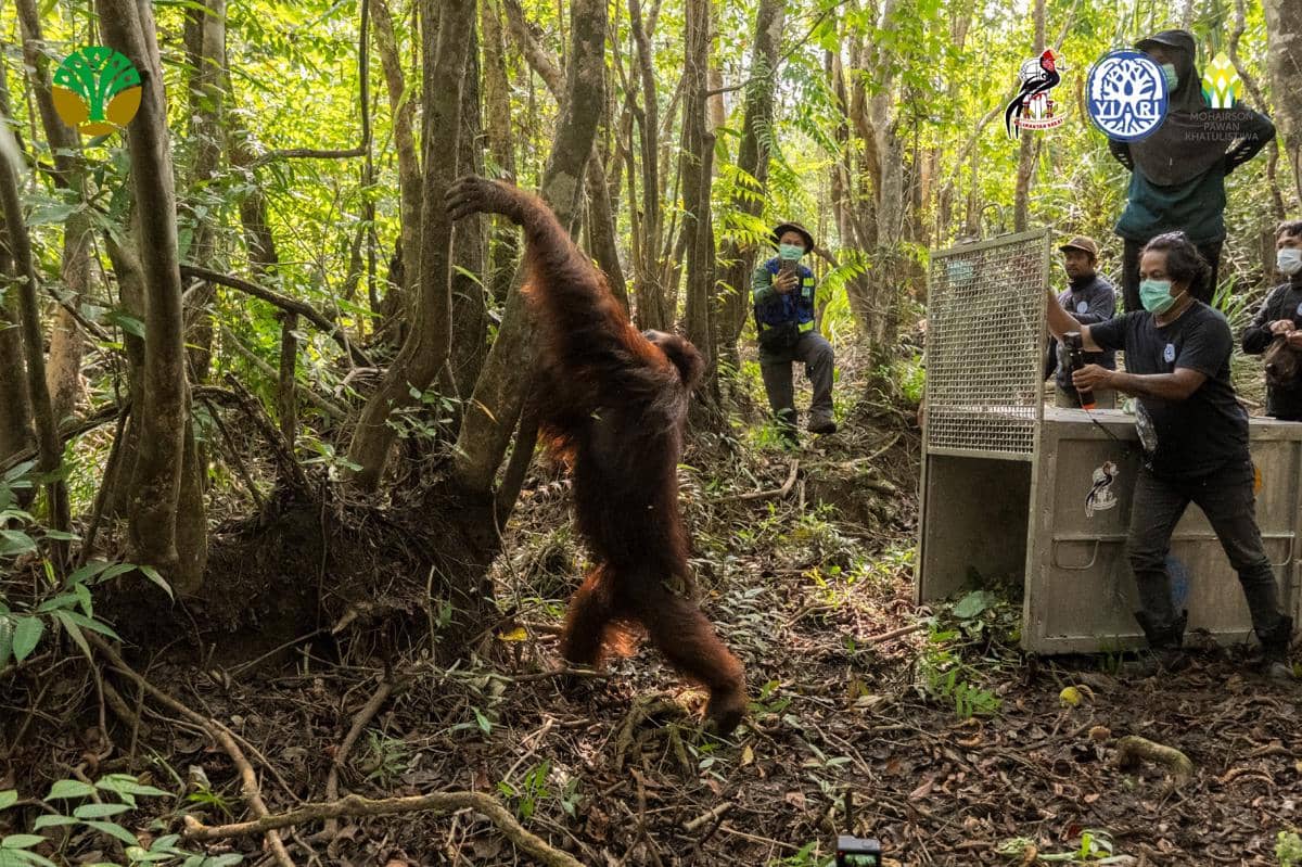 Habitat Rusak Akibat Karhutla, Satu Orangutan Dievakuasi di Ketapang