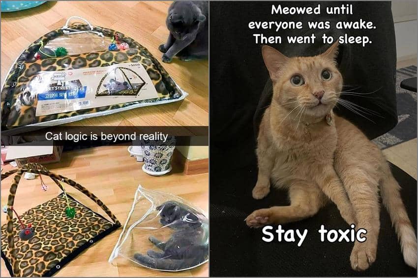 8 Meme Logika Kucing yang Kadang Bikin Kesal, Gak Ngerti Lagi