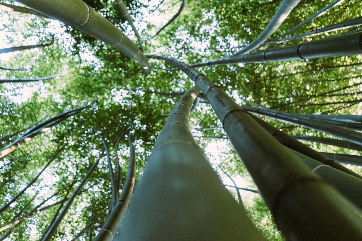 ilustrasi hutan bambu