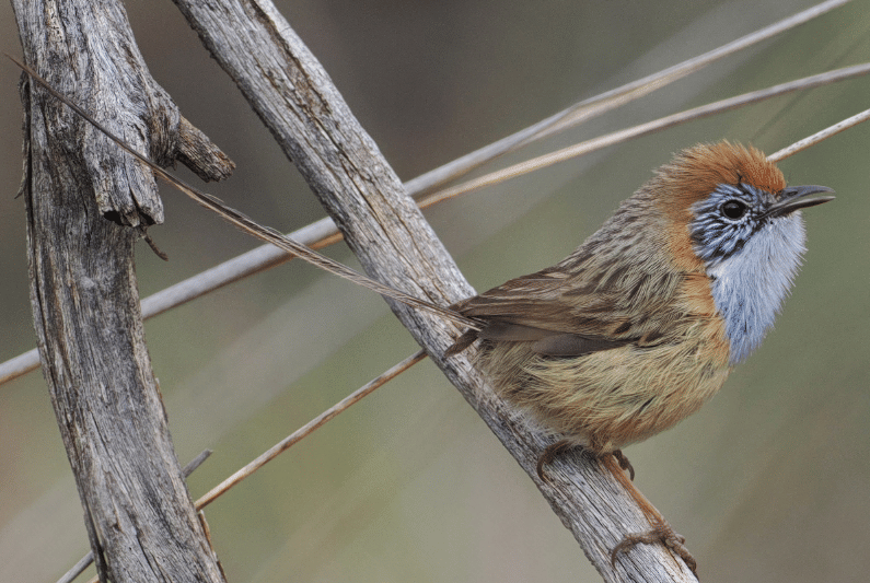 5 Fakta Mallee Emu-wren, Burung Mungil Australia dengan Ekor Panjang
