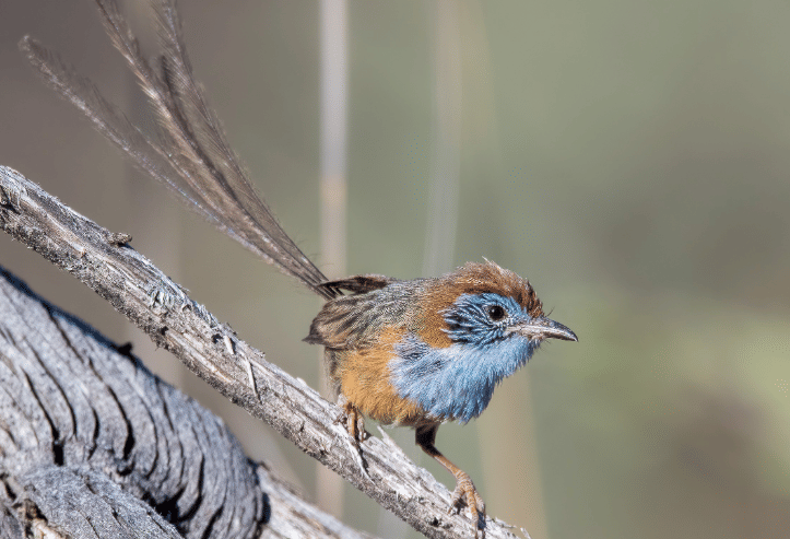 Burung mallee emu-wren kecil berwarna cokelat bergaris bertengger di antara ranting dan semak kering di habitat alaminya.