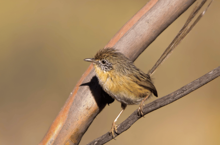 Burung mallee emu-wren kecil berwarna cokelat keabu-abuan bertengger di antara semak dan ranting kering.