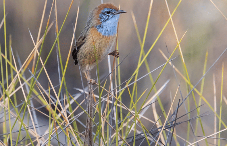 Potret mallee emu-wren yang didokumentasikan oleh David Adam dan tersedia melalui eBird.org sebagai kredit gambar.