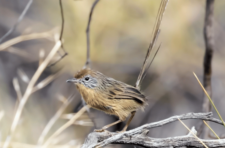 Mallee emu-wren, burung kecil berekor panjang, berada di antara vegetasi semak kering di habitat alaminya.