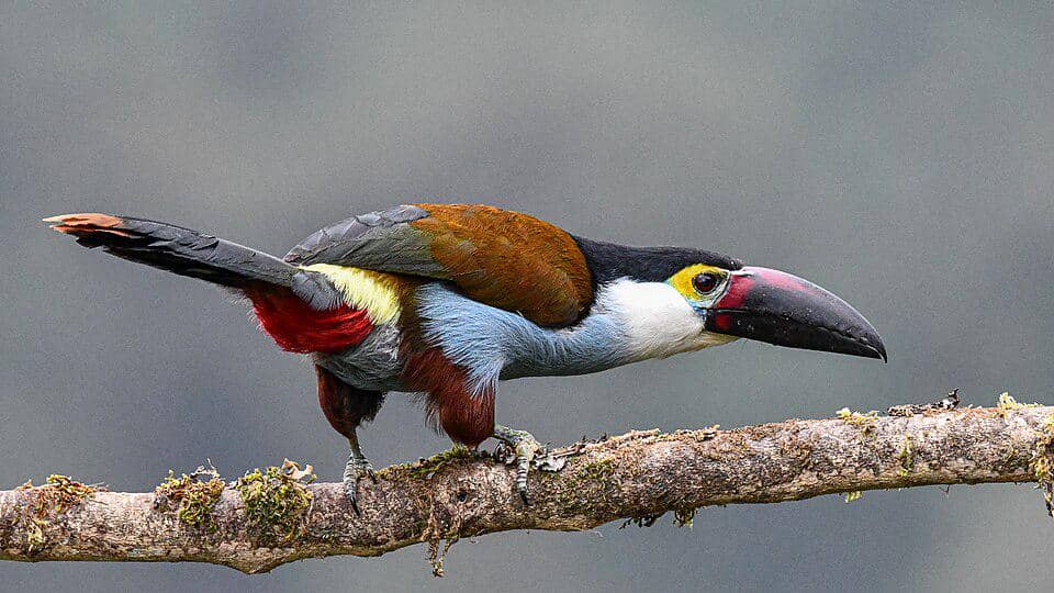 5 Fakta Black Billed Mountain Toucan, Tukan Pegunungan yang Eksotis