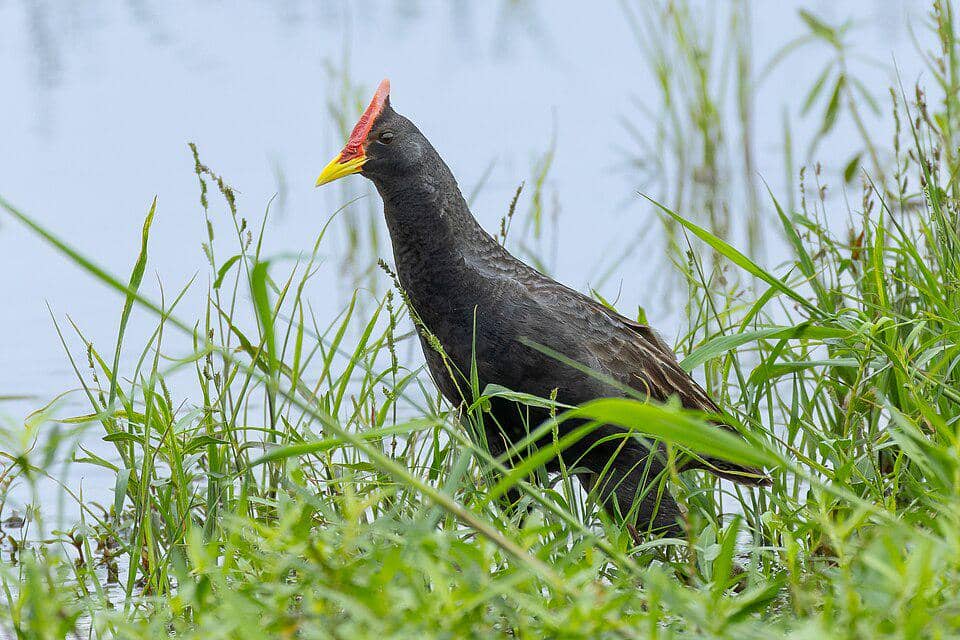 Ayam-ayaman jantan berdiri di antara rerumputan.