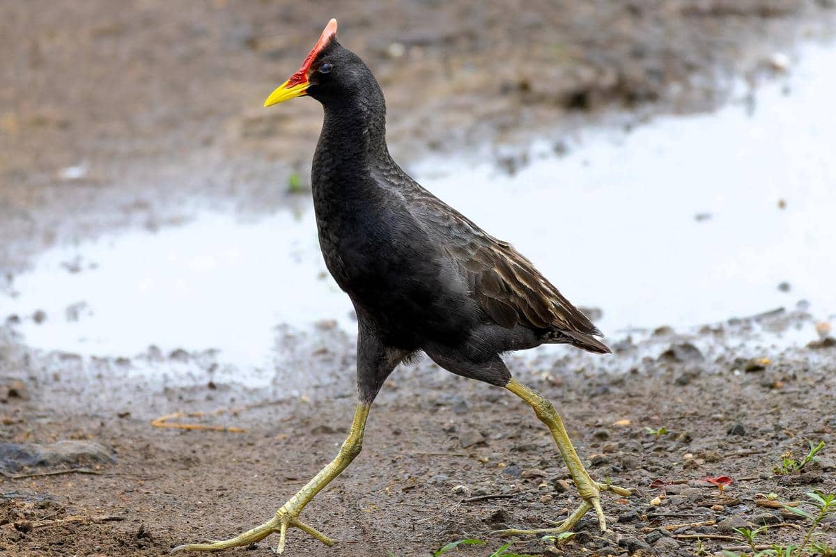 5 Fakta Unik Ayam-ayaman, Burung Lahan Basah yang Sulit Terlihat