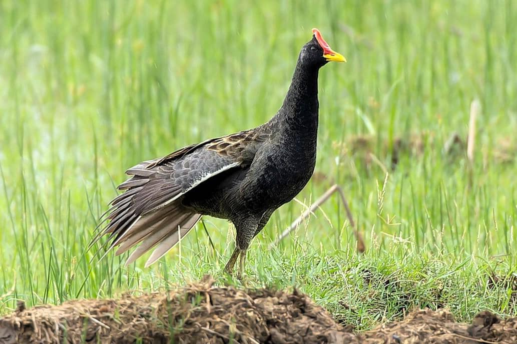 Ayam-ayaman jantan terlihat di habitat aslinya.