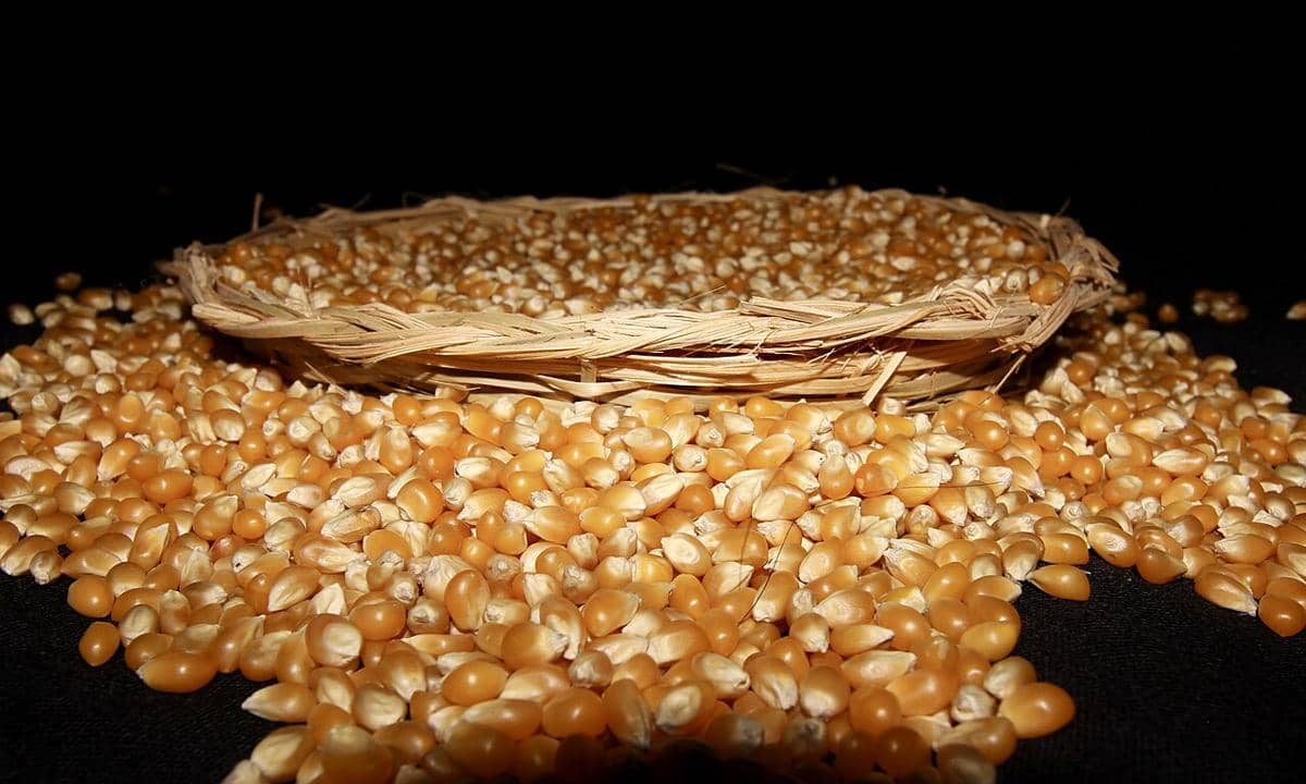 Biji jagung varietas Zea mays everta yang biasa digunakan untuk popcorn.