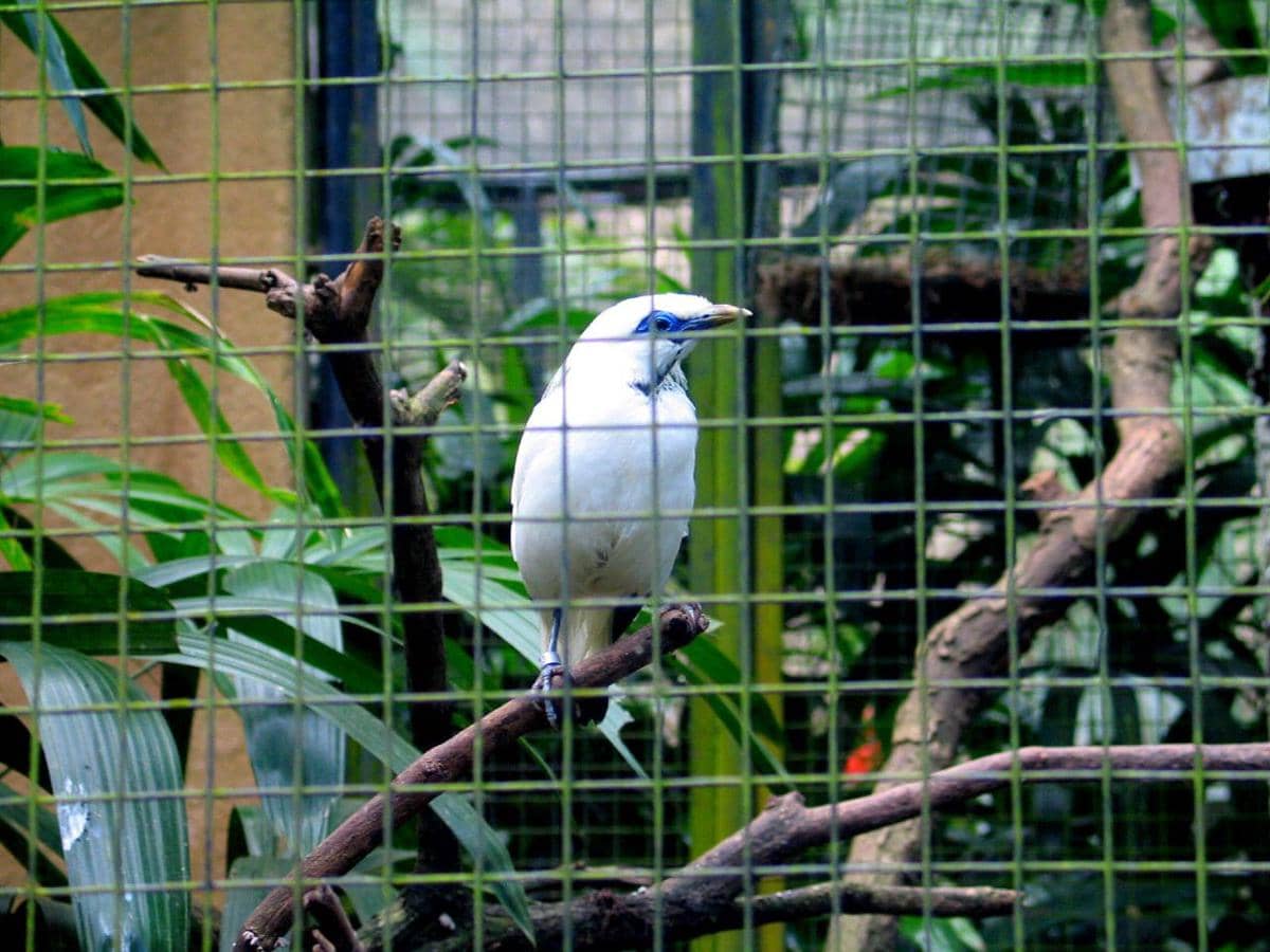 Bali Bird Park