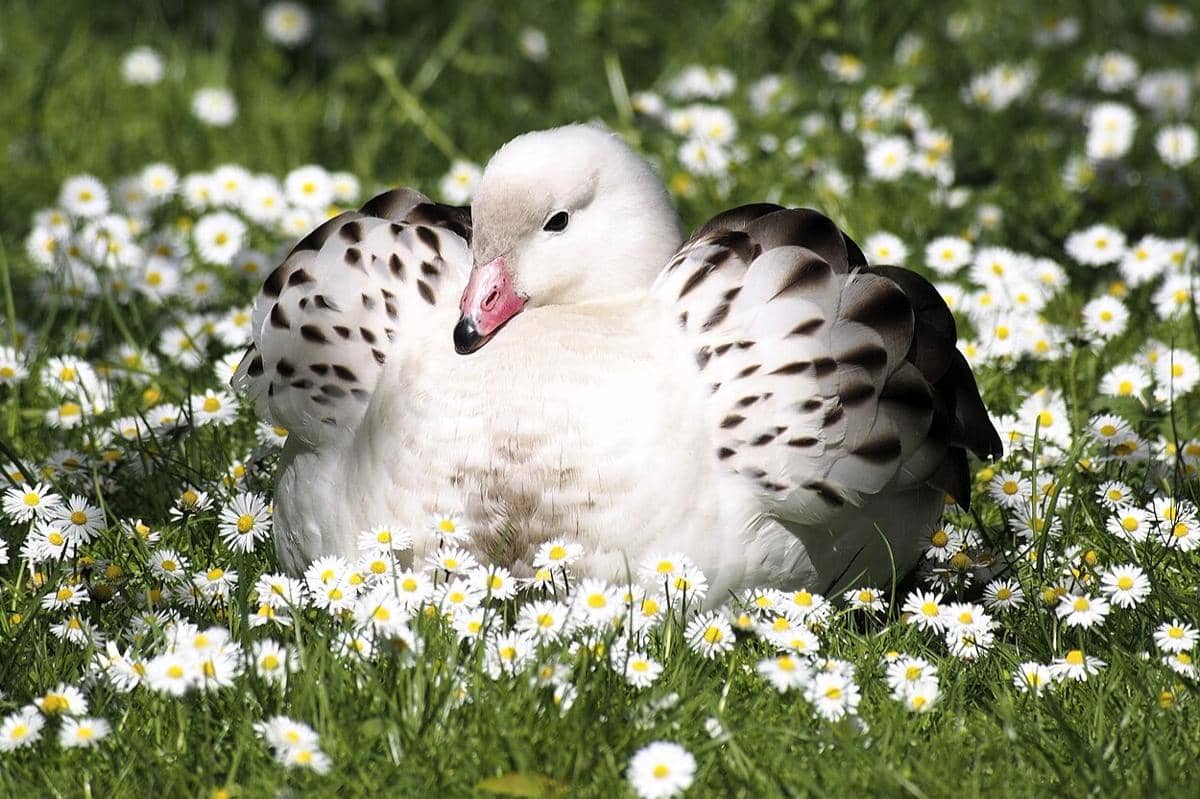 7 Fakta Soang Lurik Andes, Burung Memukau di Ketinggian Ekstrem