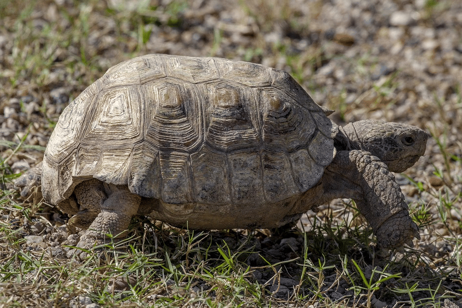 5 Fakta Menarik Kura-kura Texas, Tak Bergantung pada Air
