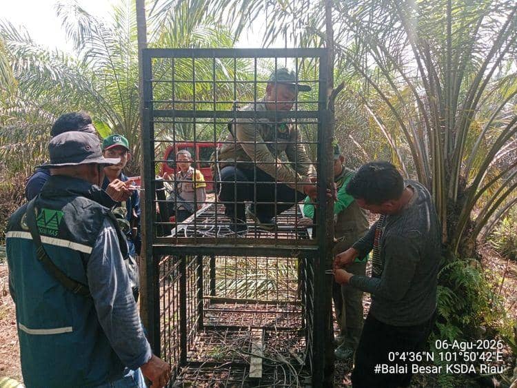 Kemenhut Tangani Konflik Beruang Madu di Riau, Warga Diserang di Kebun