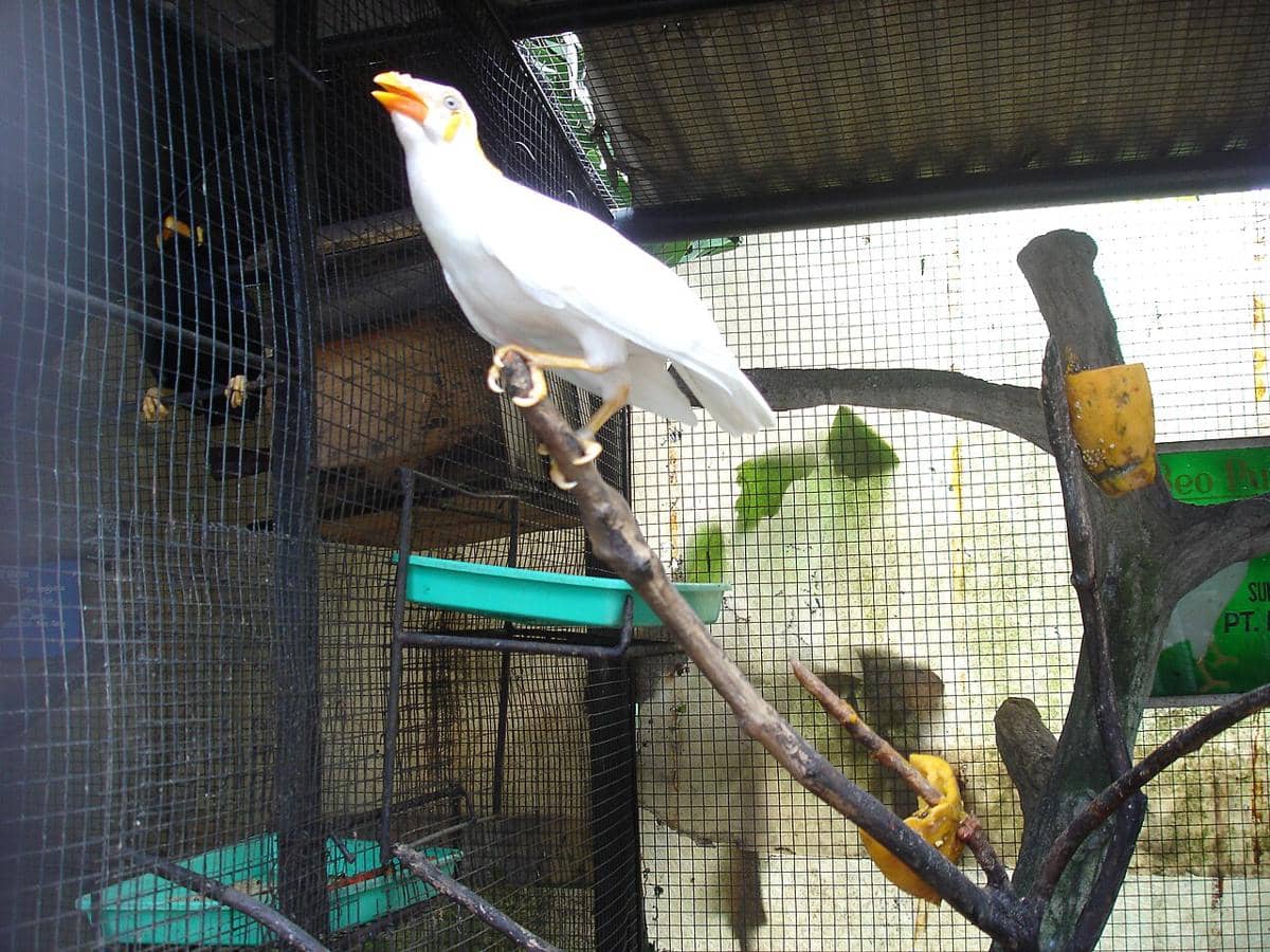 Taman Burung Jagat Satwa Nusantara