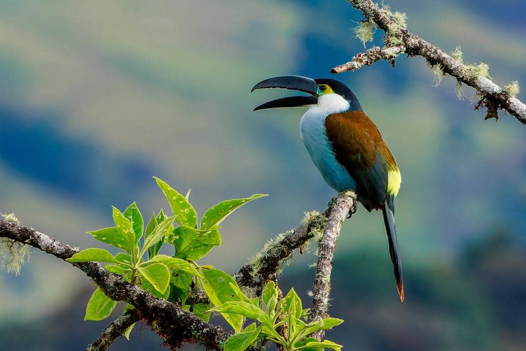 Burung Andigena nigrirostris