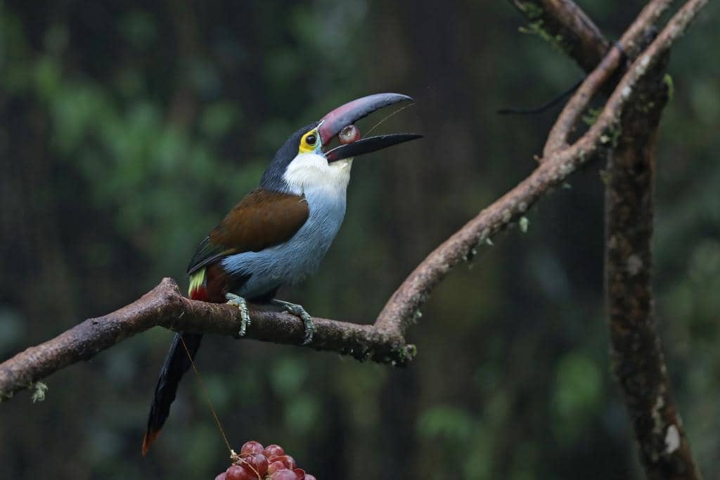 Burung Andigena nigrirostris