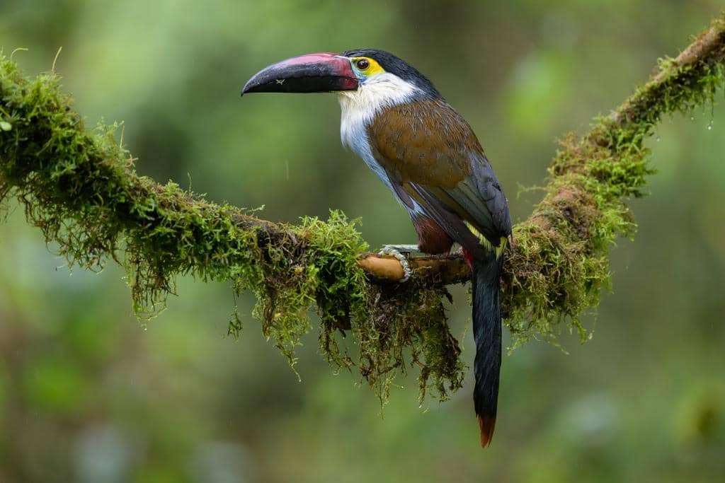 Burung Andigena nigrirostris