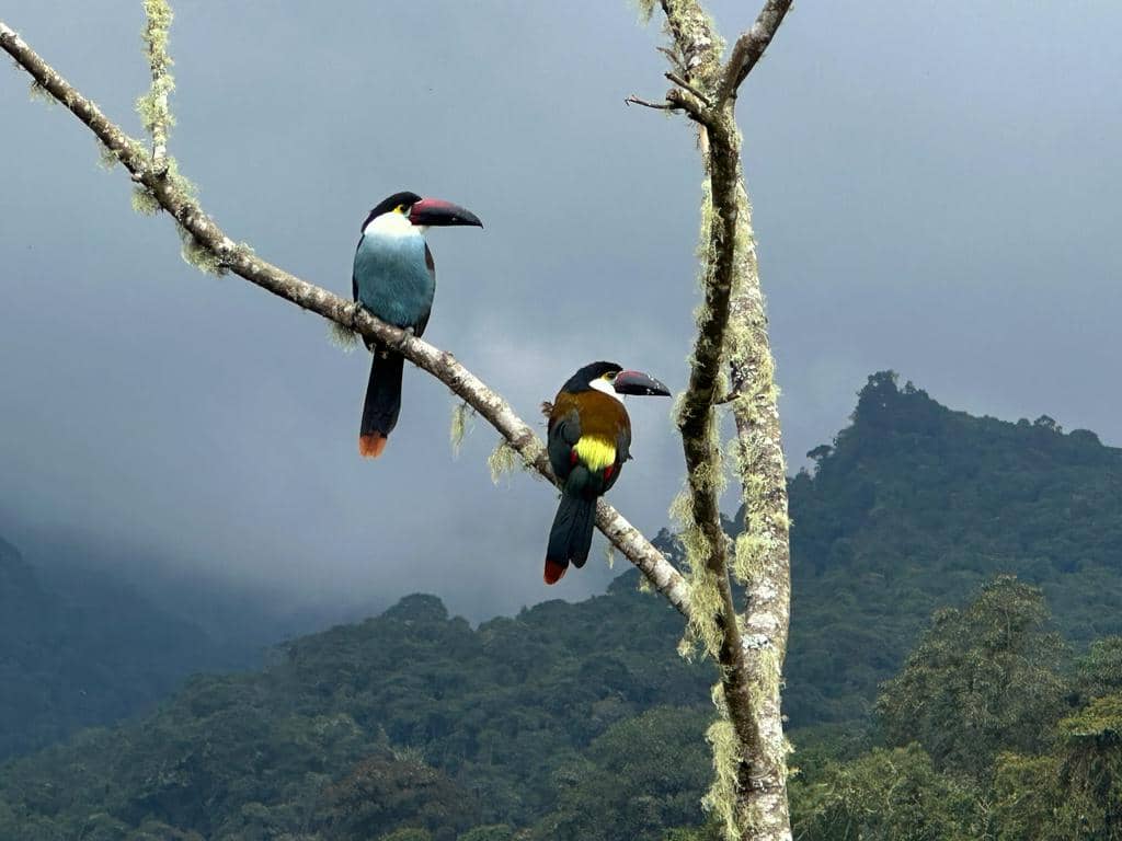 Burung Andigena nigrirostris