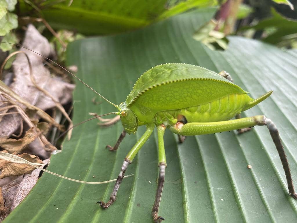 Belalang Siliquofera grandis