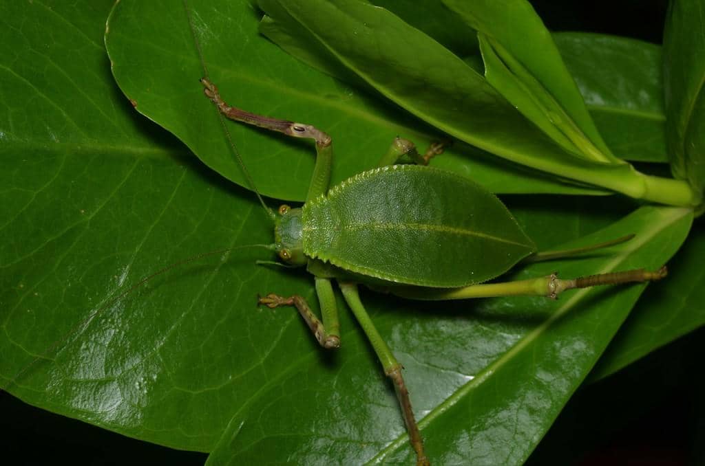 Belalang Siliquofera grandis
