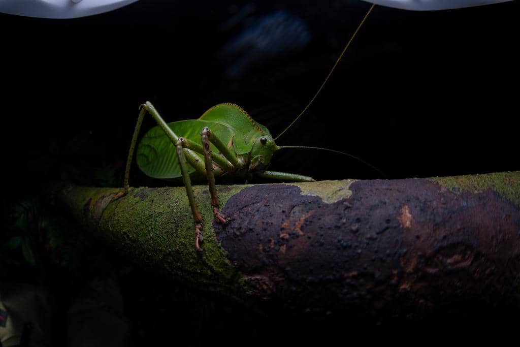 Belalang Siliquofera grandis