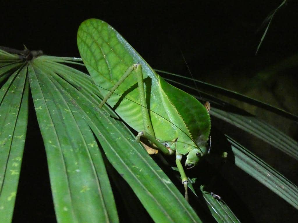 Belalang Siliquofera grandis
