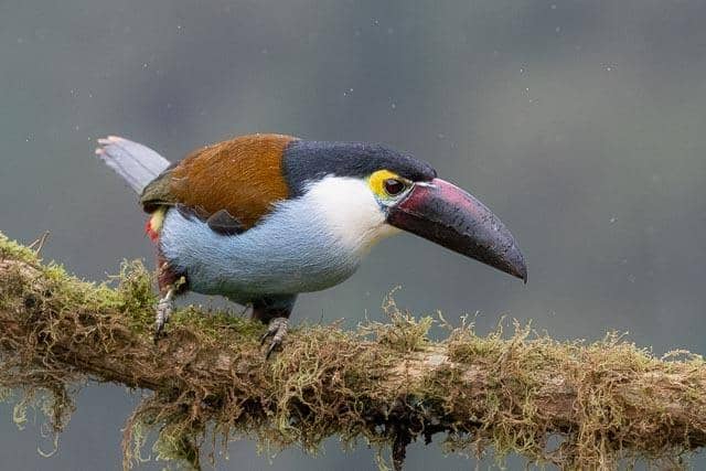 Burung Andigena nigrirostris