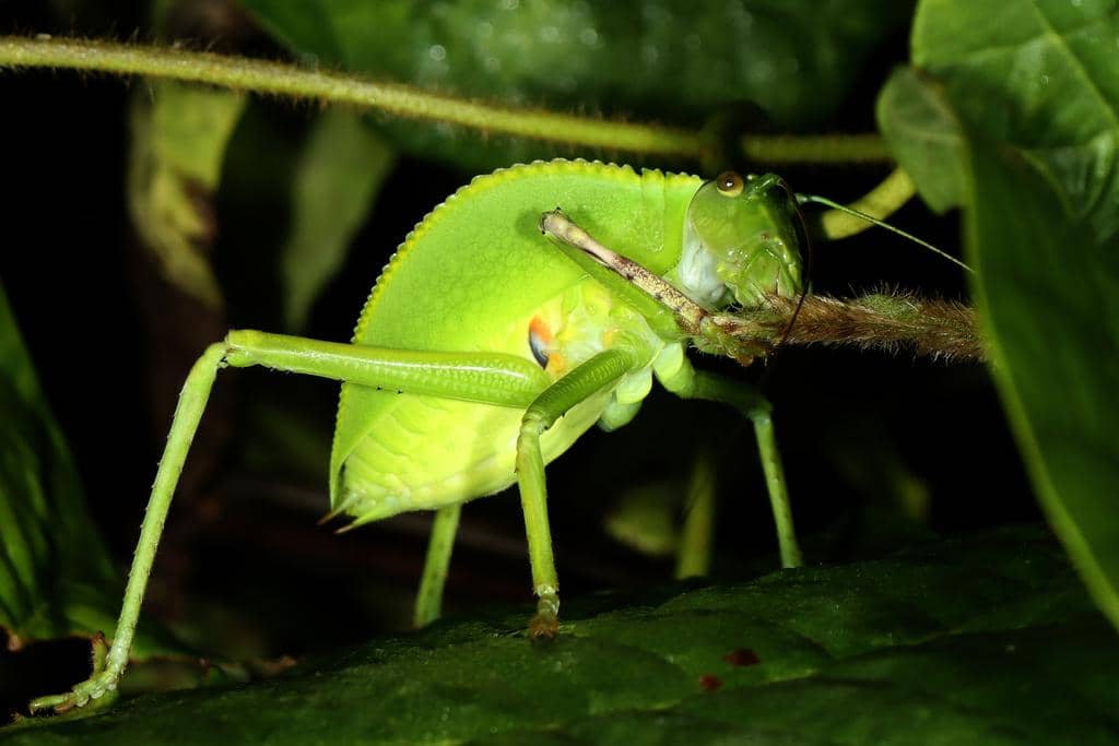 Belalang Siliquofera grandis