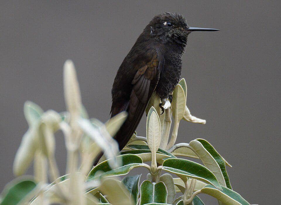 5 Fakta Black Metaltail, si Kolibri Hitam Endemik Pegunungan Peru
