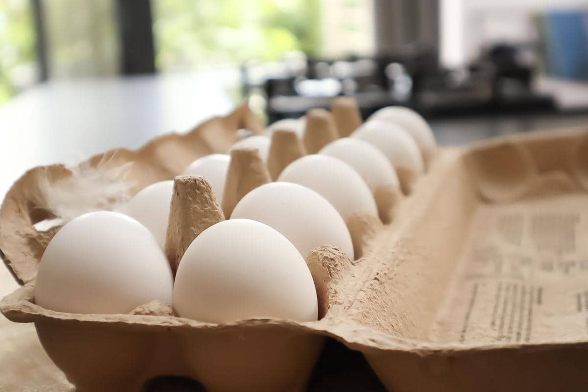 Telur