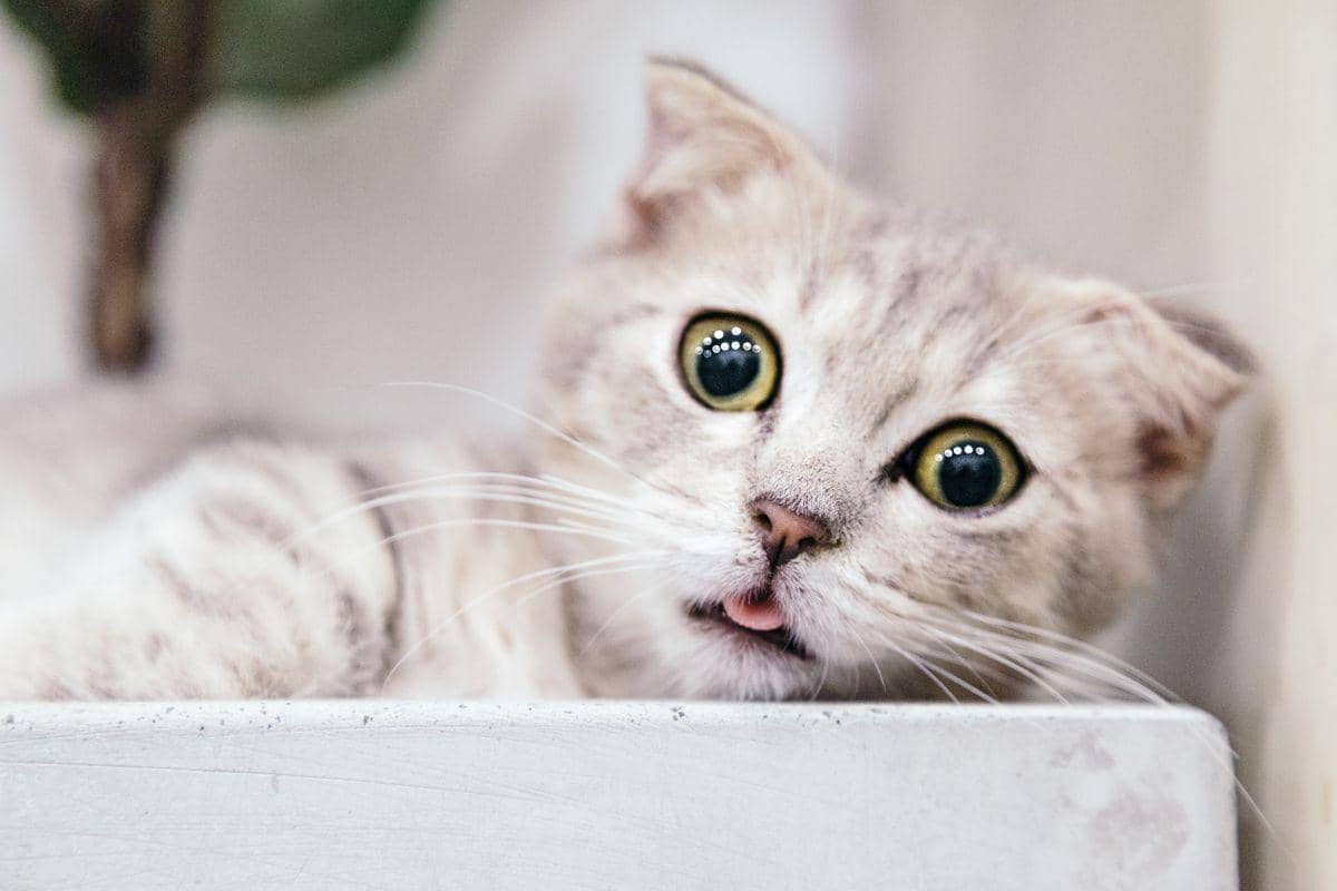 ilustrasi kucing dengan tingkah yang menggemaskan