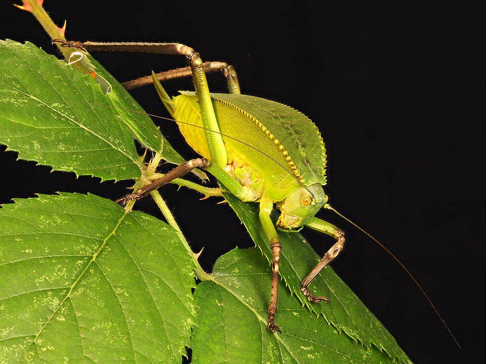 5 Fakta Giant Hooded Katydid, Belalang Daun Berukuran Raksasa