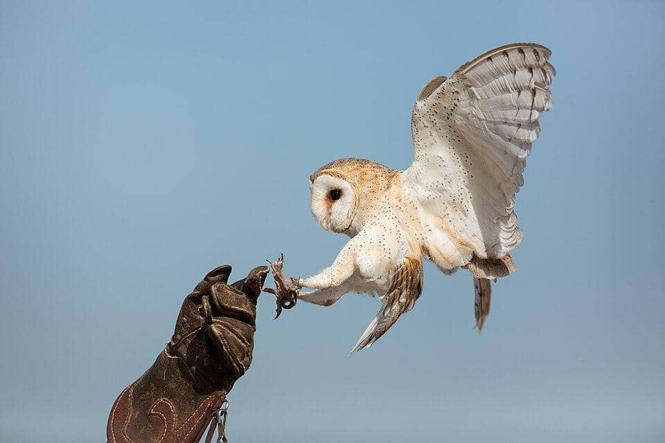 Burung hantu lumbung
