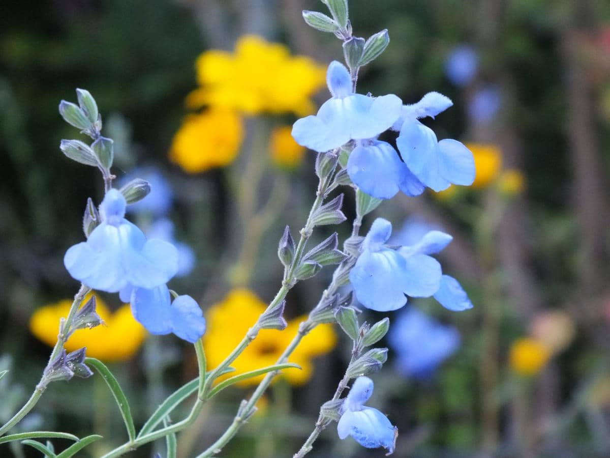 5 Tanaman Hias dengan Bunga Berwarna Biru yang Harum