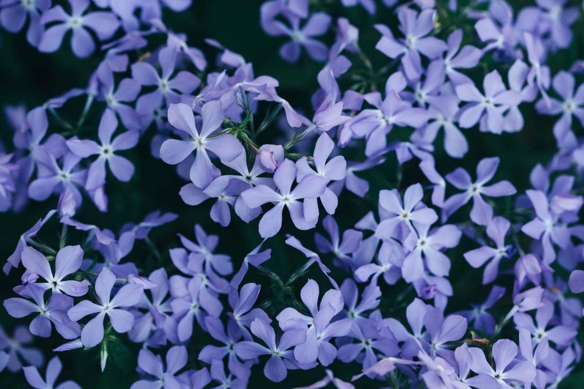 ilustrasi blue phlox