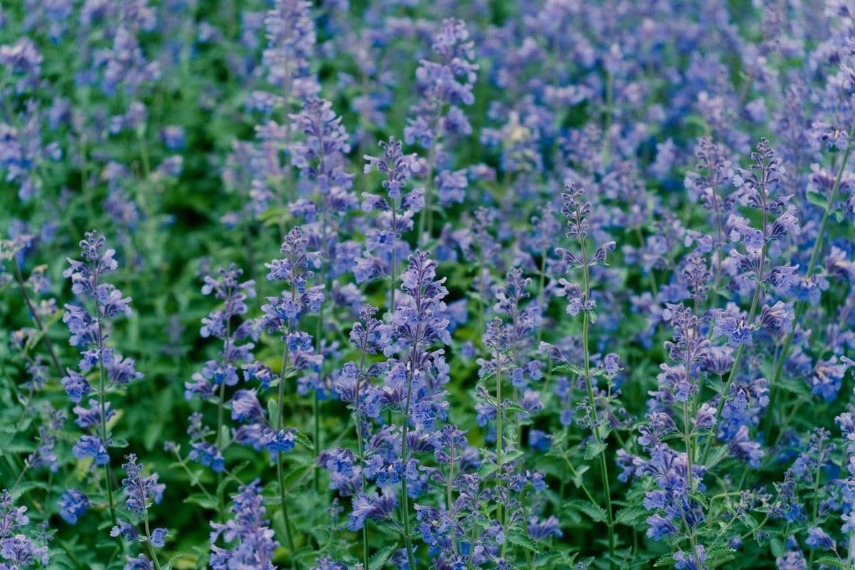 ilustrasi catmint