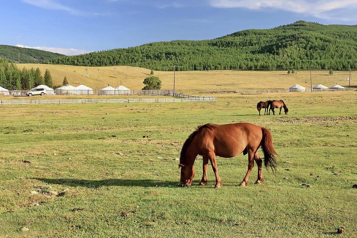 ilustrasi kotoran hewan ternak di Mongolia