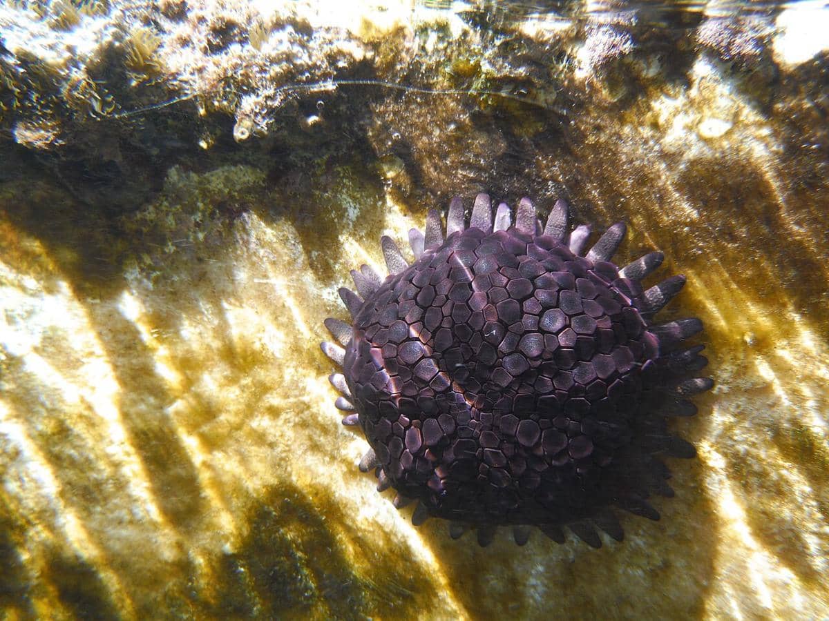 ilustrasi bulu babi shingle urchin
