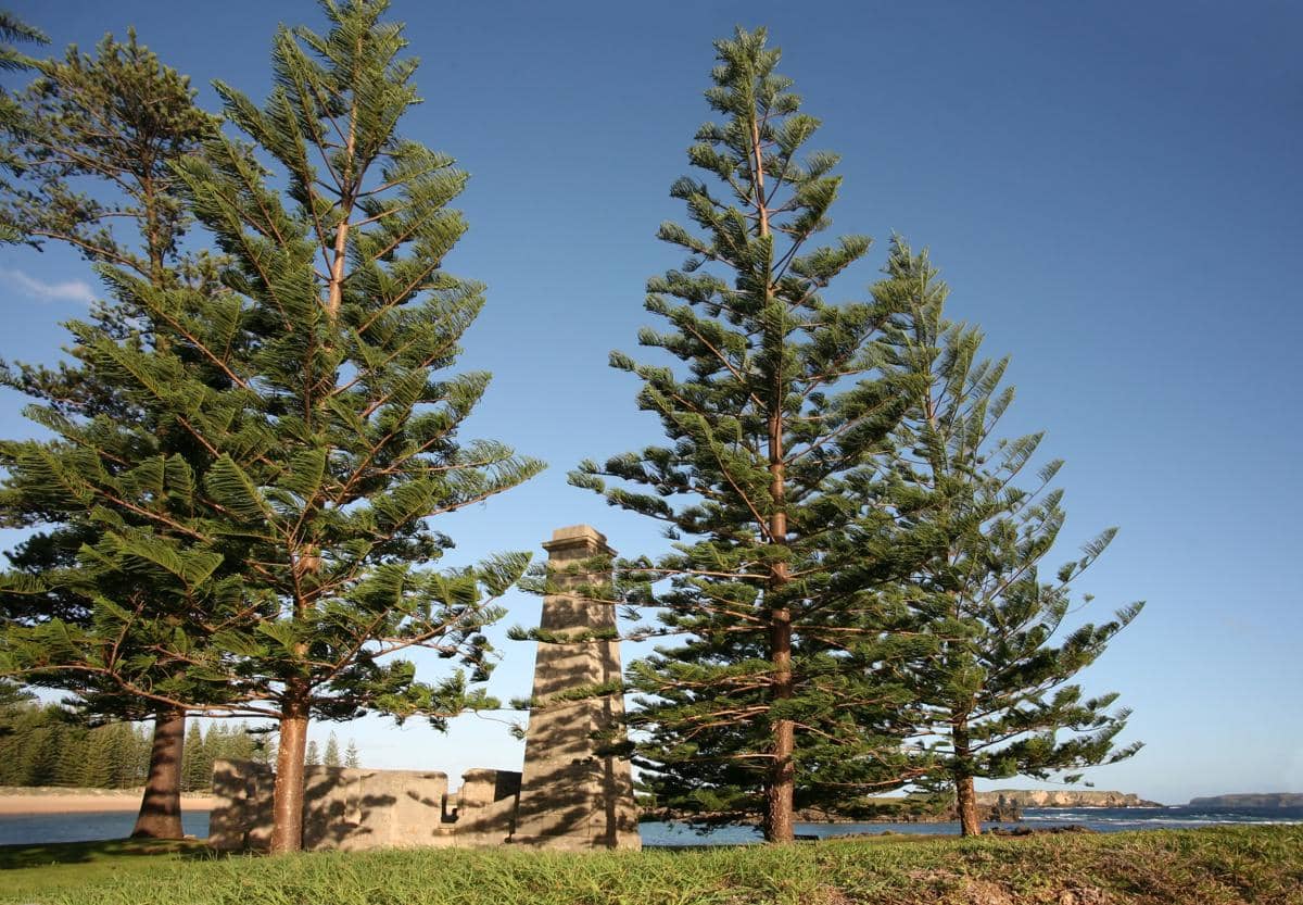 Norfolk Island Pine, simbol Pulau Norfolk