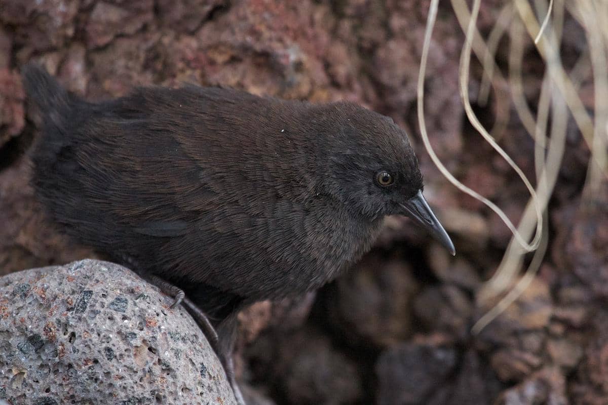 5 Fakta Mandar Pulau Inaccessible, Burung Terkecil yang Tak Bisa Terbang