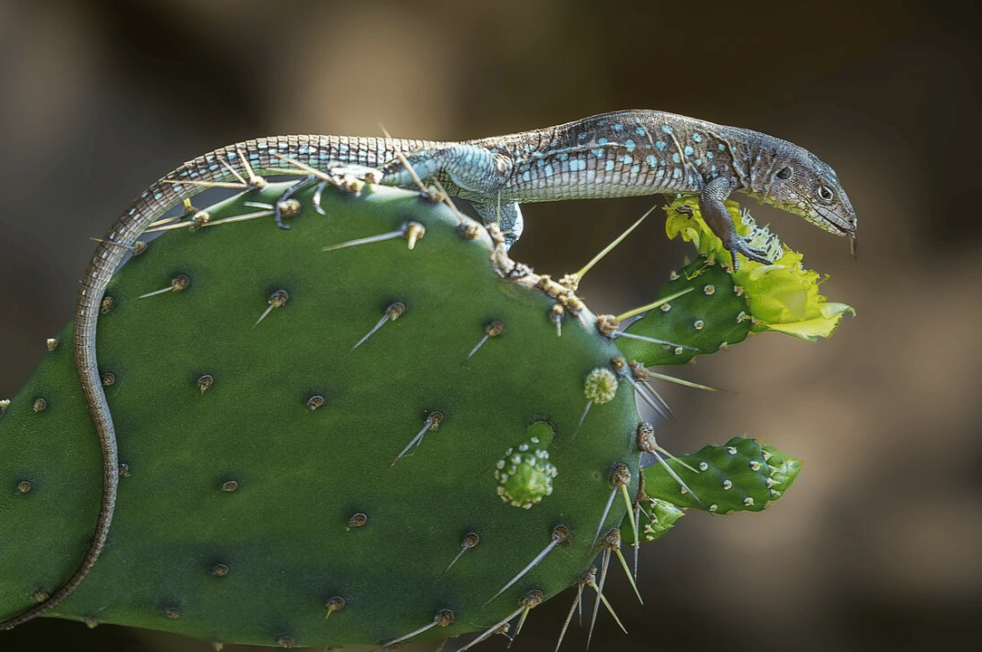 aruba whiptail