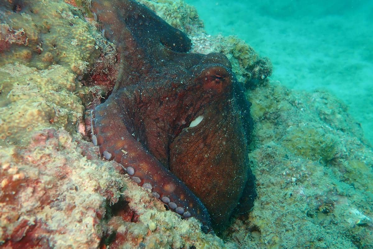 ilustrasi coconut octopus